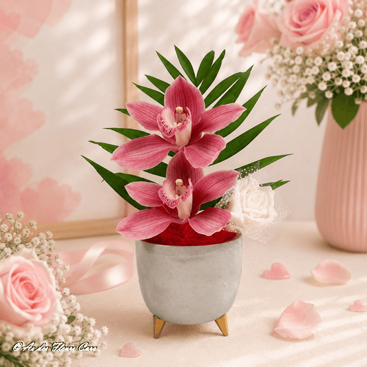 Cymbidium Flamenco