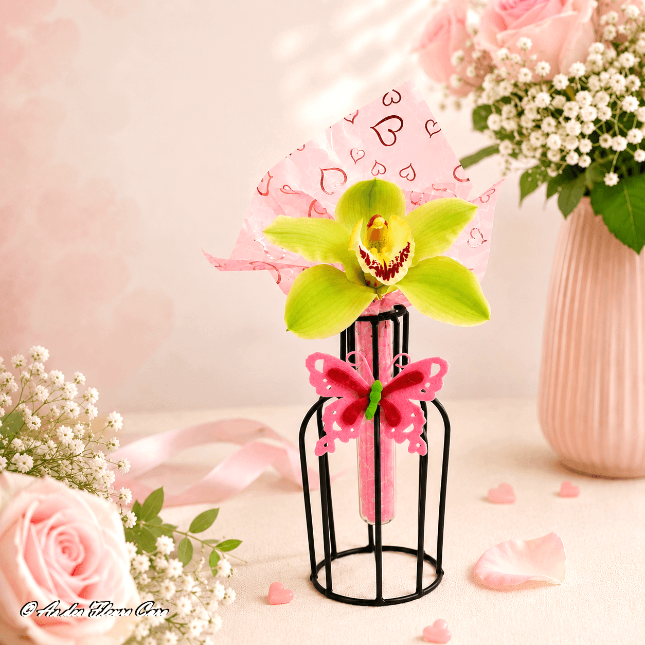 Cymbidium Jive
