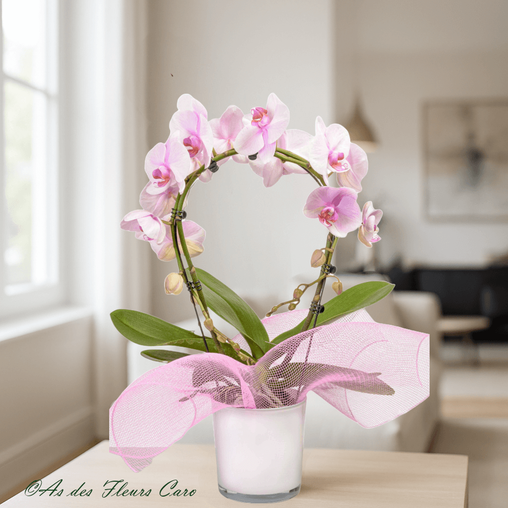 Orchidées Arche/Cœur/Mini
