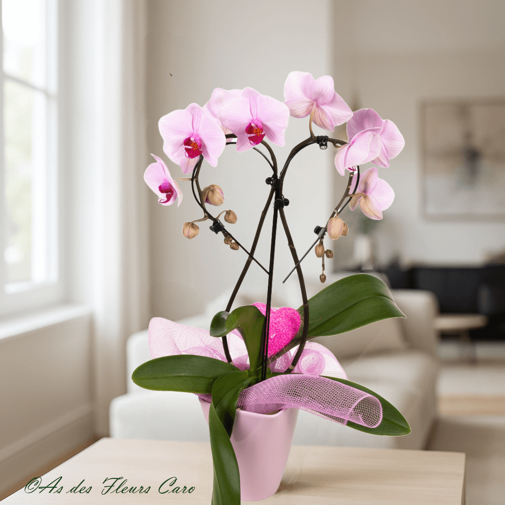 Orchidées Arche/Cœur/Mini
