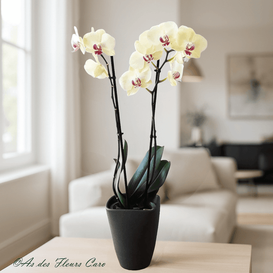 Orchidées 2 Branches