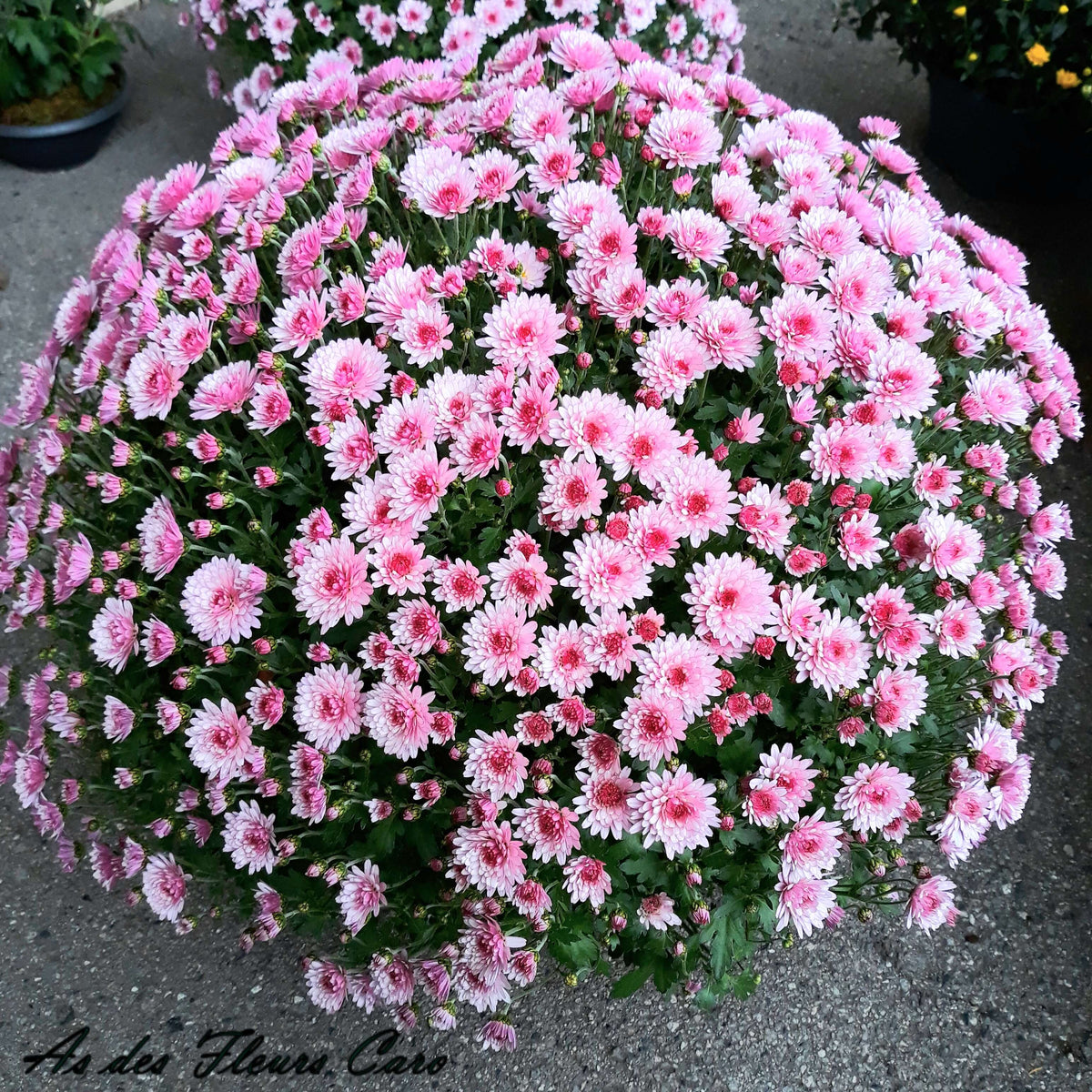 Pomponettes
