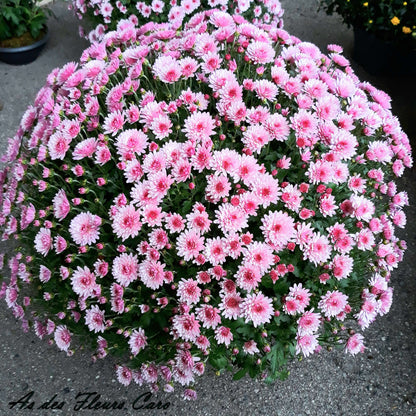 Pomponettes