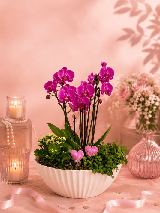 Bal des Orchidées