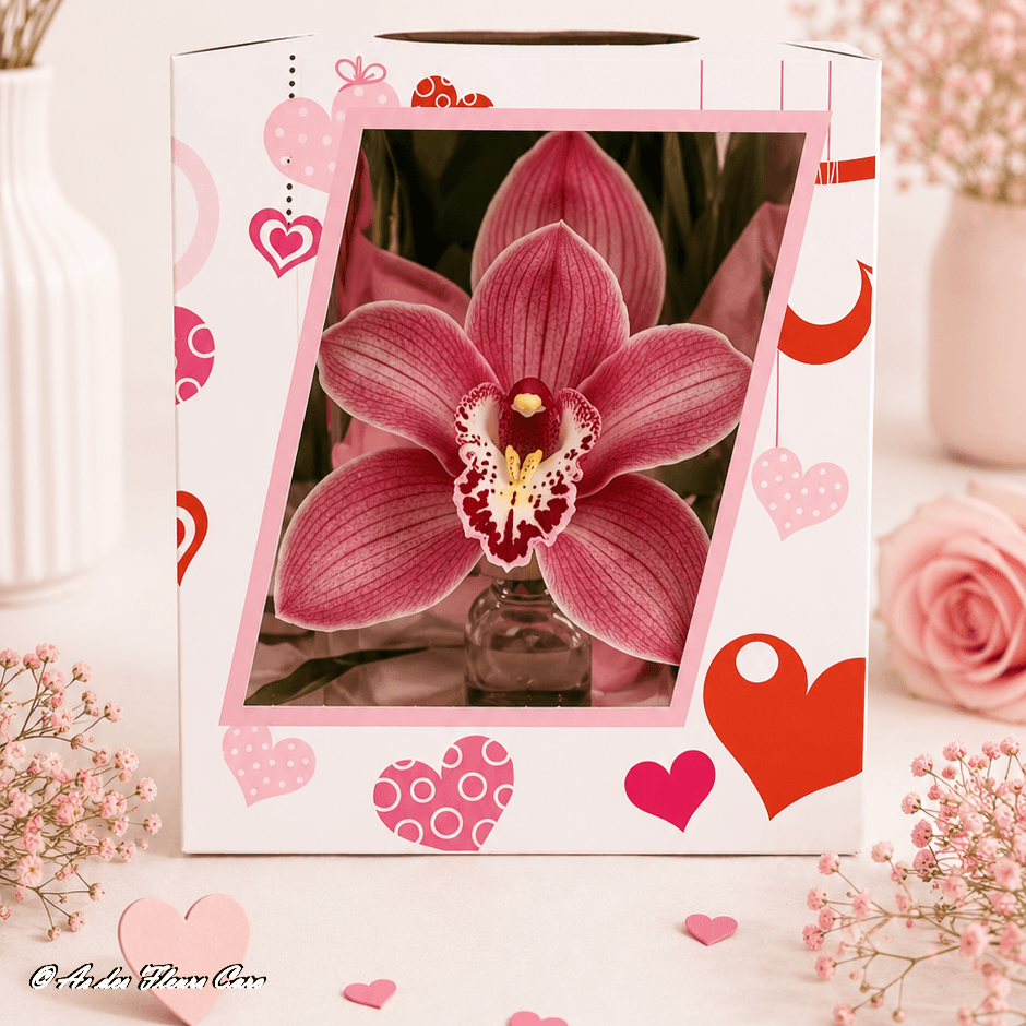 Cymbidium Adagio