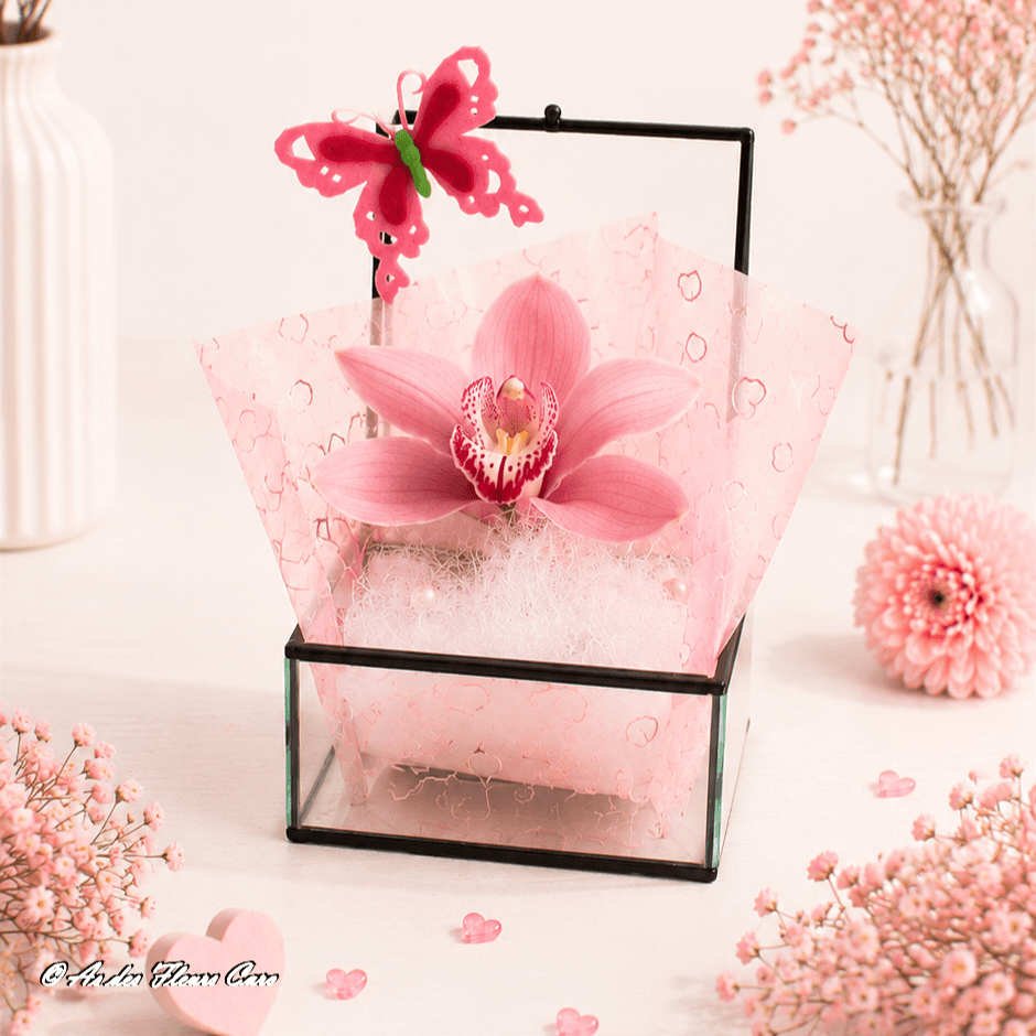 Cymbidium Jive