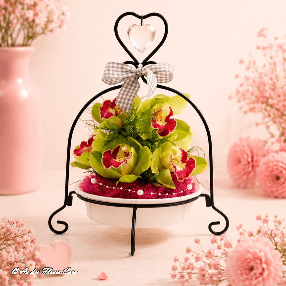 Cymbidium Samba