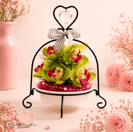 Cymbidium Samba