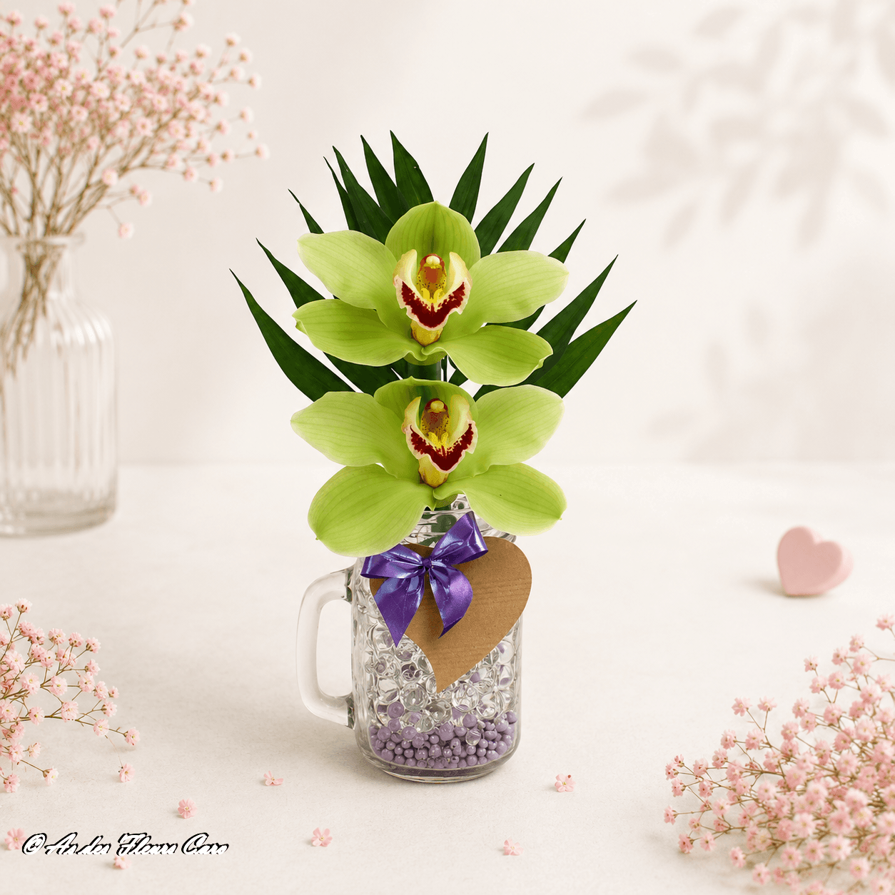 Cymbidium Sérénade