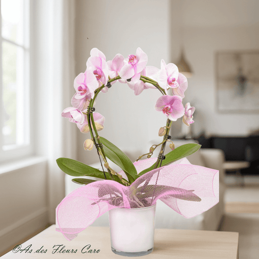 Orchidées Arche/Cœur/Mini