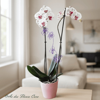 Orchidées 2 Branches