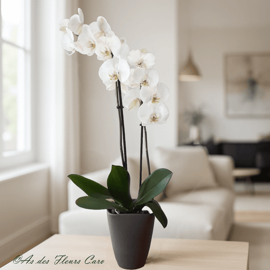 Orchidées 2 Branches