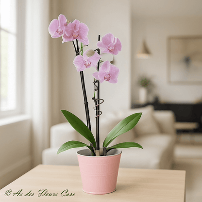 Orchidées 2 Branches