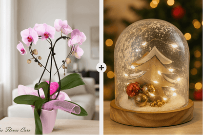 Coffret Plaisir - Orchidées Cœur & Dôme